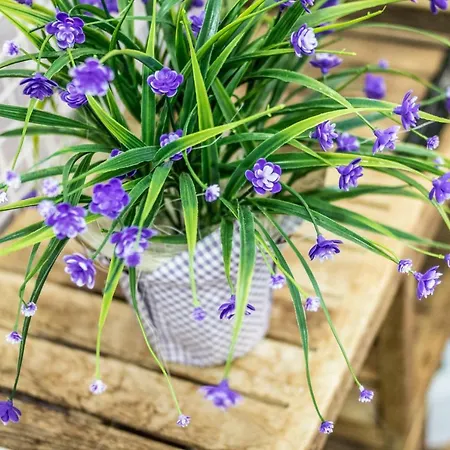 Residenza Il Casone 3* Castiglione del Lago